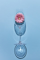 Image showing Glass of wine and pink gerbera on a blue background. Holiday postcard