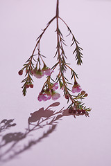 Image showing A branch of pink flowers with buds down on a pink background