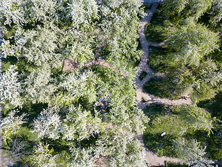 Image showing Spring blossoming park sunny day, Kiev, Ukraine. Aerial view