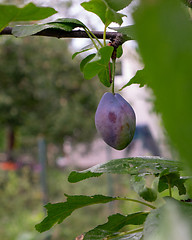 Image showing One plum on a branch in a rural garden. Eco-friendly food