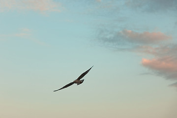 Image showing the seagull is flying in the sky