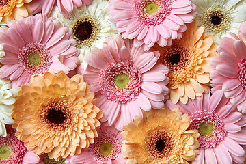 Image showing Bright floral background of gerberas, greeting card. Spring concept