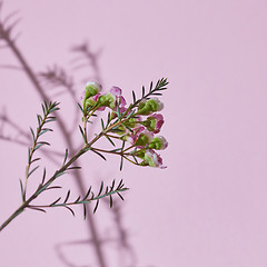 Image showing Spring composition, a branch of pink flowers on a pink backgroun