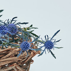 Image showing Blue flowers eryngium in a nest of branches