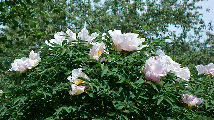 Image showing A bush with gently pink flowers peonies in blossom in the summer in a botanical garden
