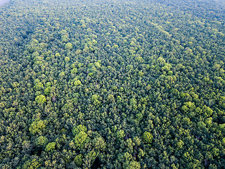 Image showing Panoramic view from drone to forest plantation. Texture of trees background.