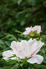 Image showing Close-up of a light pink delicate flower of a pion in the garden on a background of green leaves