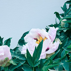 Image showing beautiful light pink white flower peony on a background of green leaves and blue background