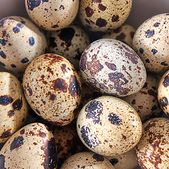 Image showing Closeup of small quail eggs in a bowl. Organic healthy product. Top view