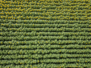 Image showing Natural agricultural sunflowers field , aerial view from drone at summer time.