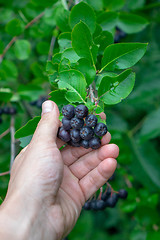 Image showing A man\'s hand holds a bunch of berries of chokeberry on a branch in the garden