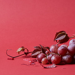 Image showing Ripe red grape. Pink bunch with leaves isolated on red