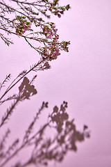 Image showing Branch with pink flowers on a pink background