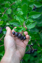 Image showing A man\'s hand holds a ripe juicy aronia berry. Vitamin healthy food