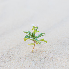 Image showing Single sprout blooming in desert sands.