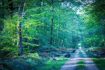 Image showing Path leading into the forest