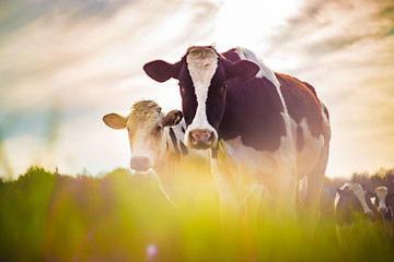 Image showing Cows taken against light in a vintage style