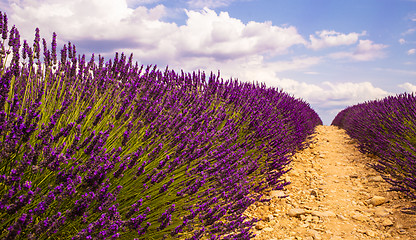 Image showing Lavender cultivated field In Provence