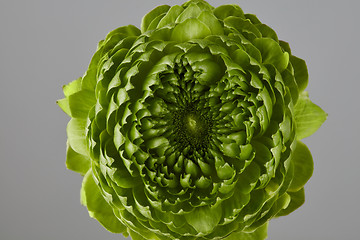 Image showing green flower on a gray background