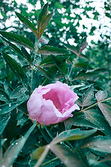 Image showing A drop of dew on a pink peony flower blooming on a bush, shot close-up on background of green foliage.