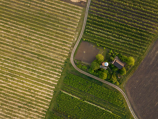 Image showing planted agricultural fields with a road and a house, top view