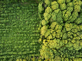 Image showing Aerial view from the drone, a bird\'s eye view to the forest with green plantings of various ages and heights.