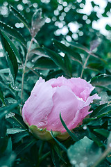 Image showing A drop of dew on a pink peony flower blooming on a bush, shot close-up on background of green foliage.