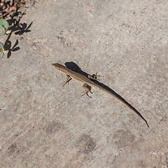 Image showing Little lizard on sand