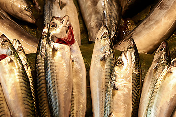 Image showing Freah fish in the store