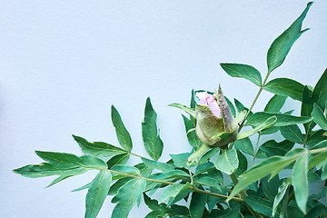 Image showing A bud of a gently pink flower peony on a flowering bush with green leaves on blue background, shot close-up. Space for text.