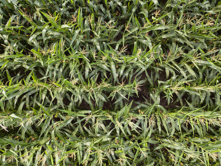 Image showing Natural green field of corn. Top view aerial photo from drone