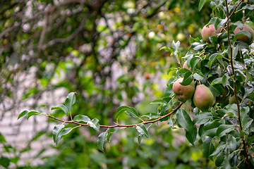 Image showing A branch with unripe pears in a fruit summer garden. Healthy food