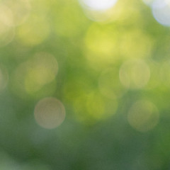 Image showing Green trees. Blurred summer background with bokeh effect. Creative colorful layout