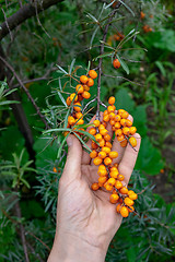 Image showing A man\'s hand holds ripe sea-buckthorn berries on a branch in the garden. A healthy organic product