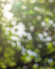 Image showing Beautiful bright blurred background of green trees in a spring p