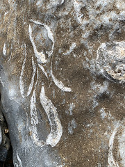 Image showing Ancient fossils from the sea exposed on rock