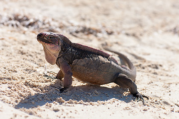 Image showing exuma island iguana in the bahamas