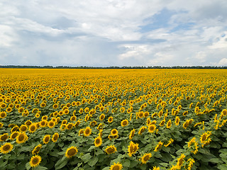 Image showing Natural summer landscape with a blooming field of yellow sunflowers against the background of a cloudy sky.