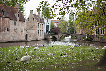 Image showing White swans on the pond