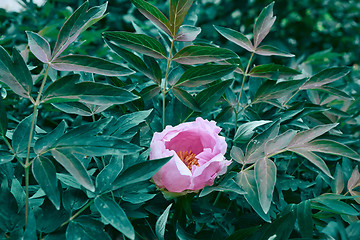 Image showing A gentle bud of a pink peony among the green leaves of a bush