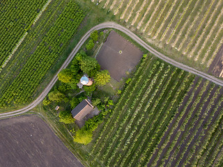 Image showing Aerial view planting young trees for planting and gardening. Photo from the drone