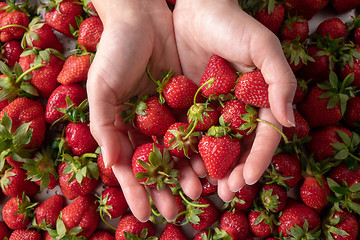 Image showing Female hands hold a freshly picked ripe strawberry. Flat lay