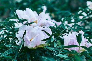 Image showing A bush with gently pink flowers peonies in blossom in the summer in a botanical garden