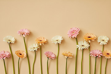 Image showing Composition from different gerberas on a yellow paper background.