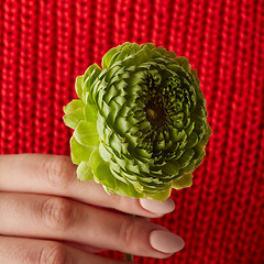 Image showing female hands holding a green flower