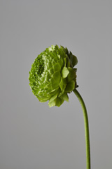 Image showing green flower on a gray background