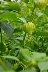 Image showing Branch with unripe physalis in the summer garden. Agricultural plant