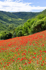 Image showing poppy field