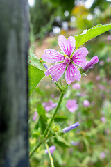 Image showing green detail grass meadow with purple flower