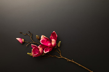 Image showing a magnolia flowers on a black background